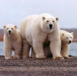 Polar Bear Facts For Kids – Interesting & Fun Facts About Polar Bear