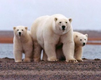 polar bear cubs with momma bear