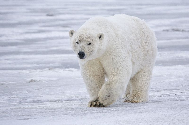 polar bear facts for kids