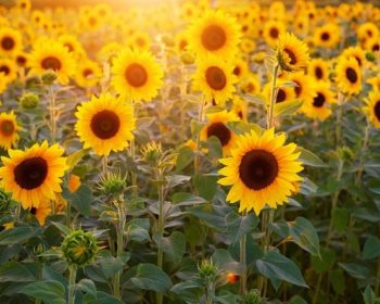 sun flower facts for kids
