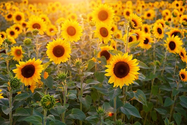 sun flower facts for kids