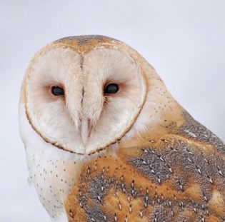 Barn Owl Facts For Kids – Fun & Interesting Facts About Barn Owls