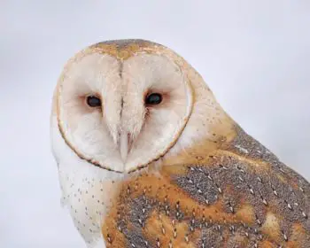 Barn owl facts for Kids