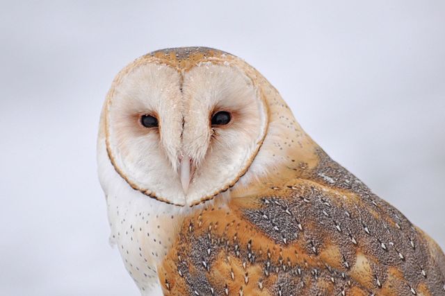 Beautiful Barn Owl