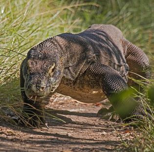 Komodo Dragon Facts For Kids – Fun Facts About Komodo Dragons