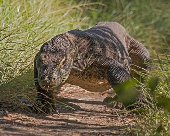 Komodo Dragon Facts For Kids