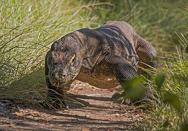 Komodo Dragon Facts For Kids