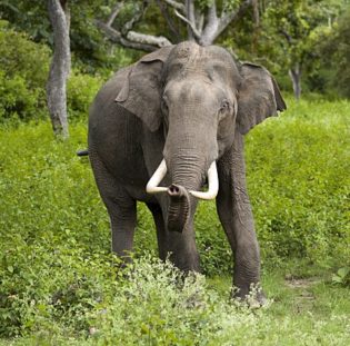 Asian Elephant Facts For Kids – Fun Facts About Asian Elephants