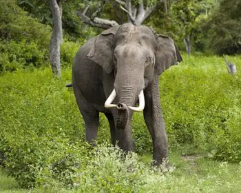 Asian Elephant Facts For Kids