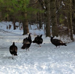 Where Do Wild Turkeys Sleep? Turkeys Unique Sleeping Habits Explained