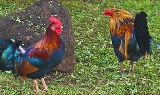 Why Are There So Many Chickens In Hawaii? – Fun Tropical Chicken Facts