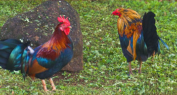 Why Are There So Many Chickens In Hawaii